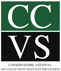 CCVS